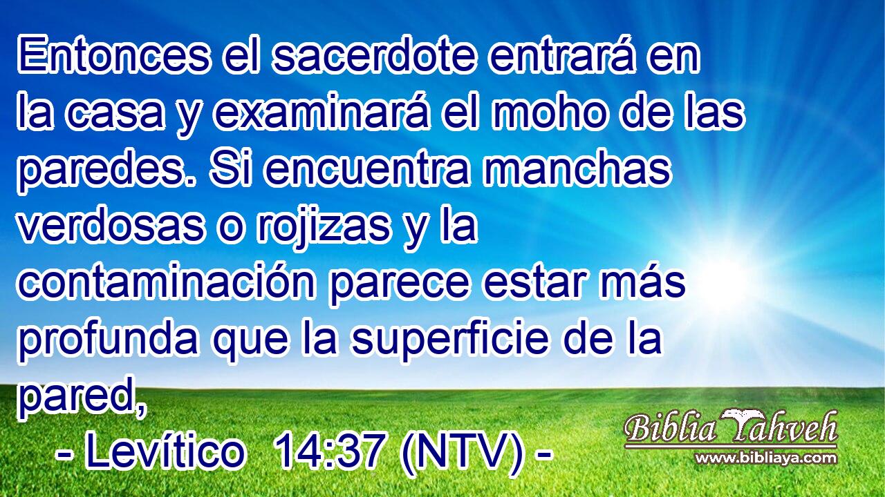 Entonces el sacerdote entrará en la casa y examinará el moho de las paredes. Si encuentra manchas verdosas o rojizas y la contaminación parece estar más profunda que la superficie de la pared,