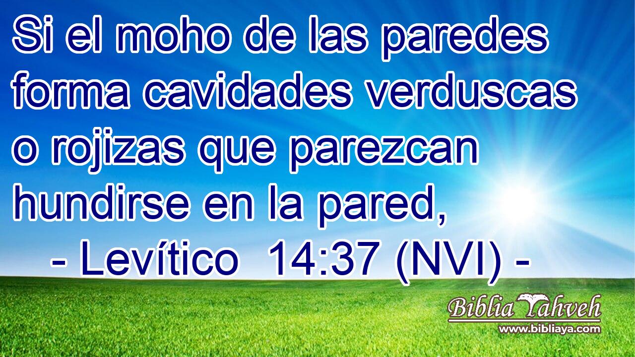  Si el moho de las paredes forma cavidades verduscas o rojizas que parezcan hundirse en la pared, 