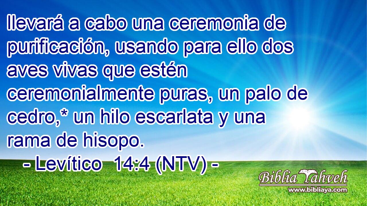 llevará a cabo una ceremonia de purificación, usando para ello dos aves vivas que estén ceremonialmente puras, un palo de cedro,* un hilo escarlata y una rama de hisopo.