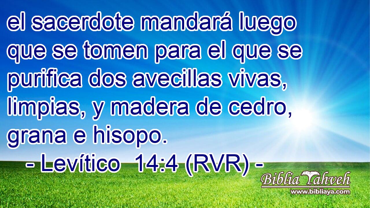 el sacerdote mandará luego que se tomen para el que se purifica dos avecillas vivas, limpias, y madera de cedro, grana e hisopo.