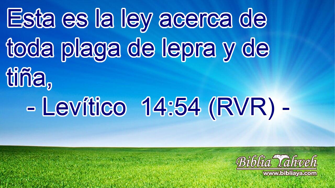 Esta es la ley acerca de toda plaga de lepra y de tiña,
