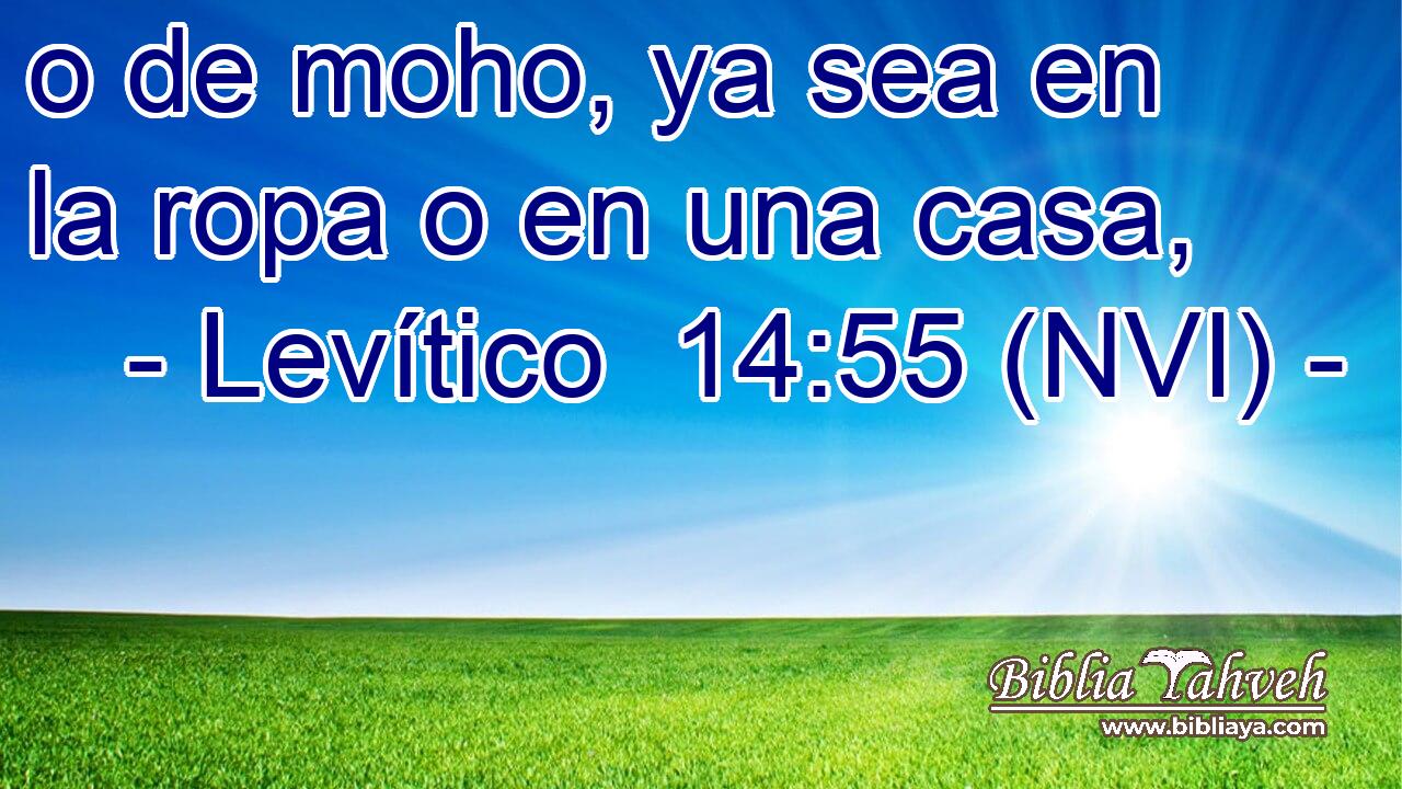  o de moho, ya sea en la ropa o en una casa, 