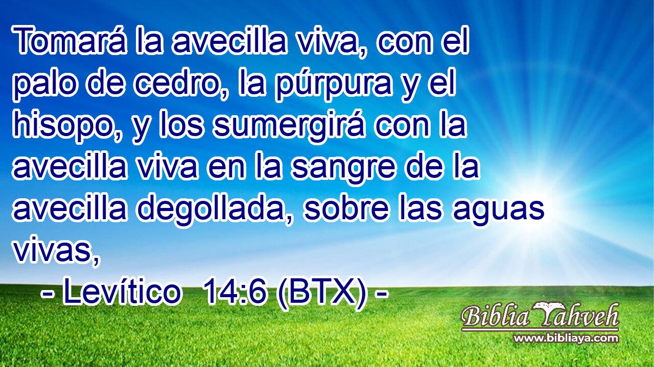 Tomará la avecilla viva, con el palo de cedro, la púrpura y el hisopo, y los sumergirá con la avecilla viva en la sangre de la avecilla degollada, sobre las aguas vivas,