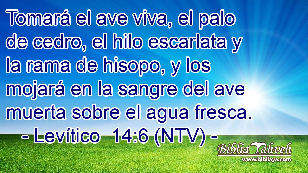 Tomará el ave viva, el palo de cedro, el hilo escarlata y la rama de hisopo, y los mojará en la sangre del ave muerta sobre el agua fresca.