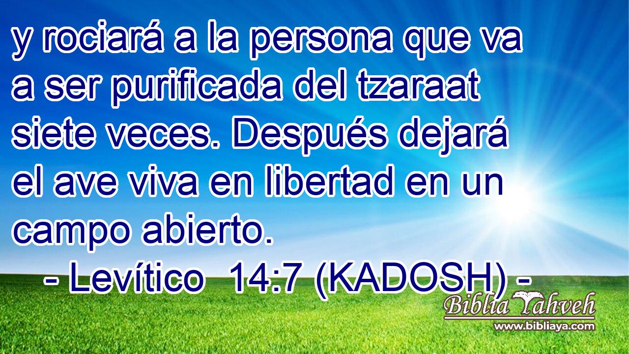  y rociará a la persona que va a ser purificada del tzaraat siete veces. Después dejará el ave viva en libertad en un campo abierto. 
