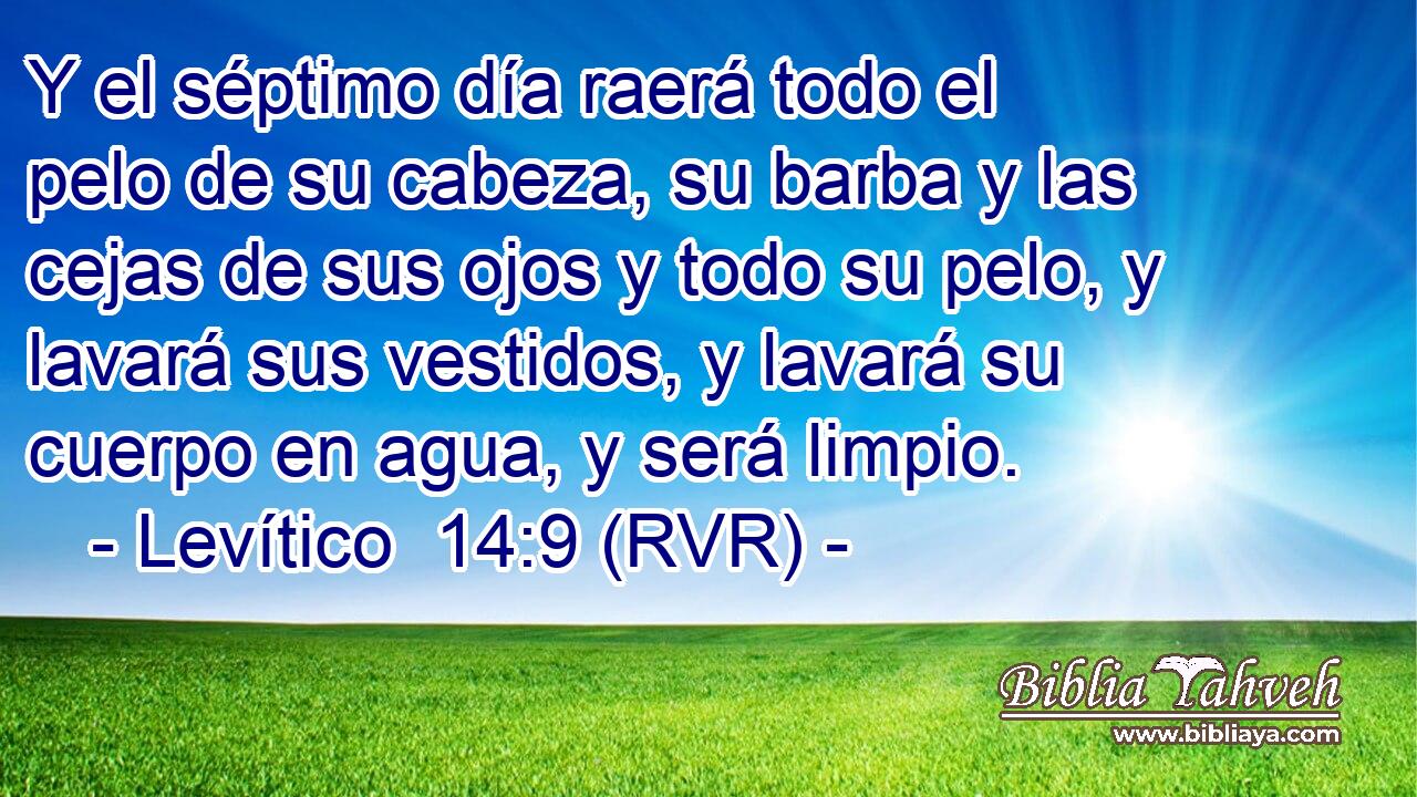 Y el séptimo día raerá todo el pelo de su cabeza, su barba y las cejas de sus ojos y todo su pelo, y lavará sus vestidos, y lavará su cuerpo en agua, y será limpio.