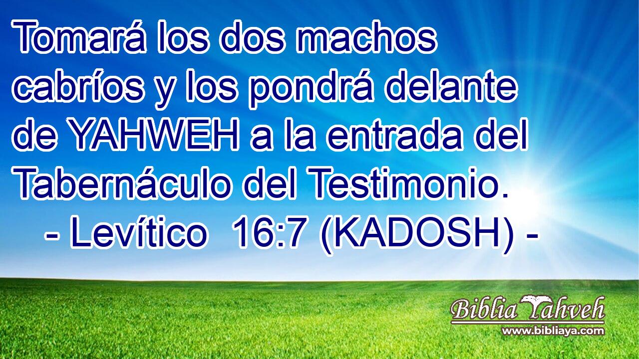  Tomará los dos machos cabríos y los pondrá delante de YAHWEH a la entrada del Tabernáculo del Testimonio. 