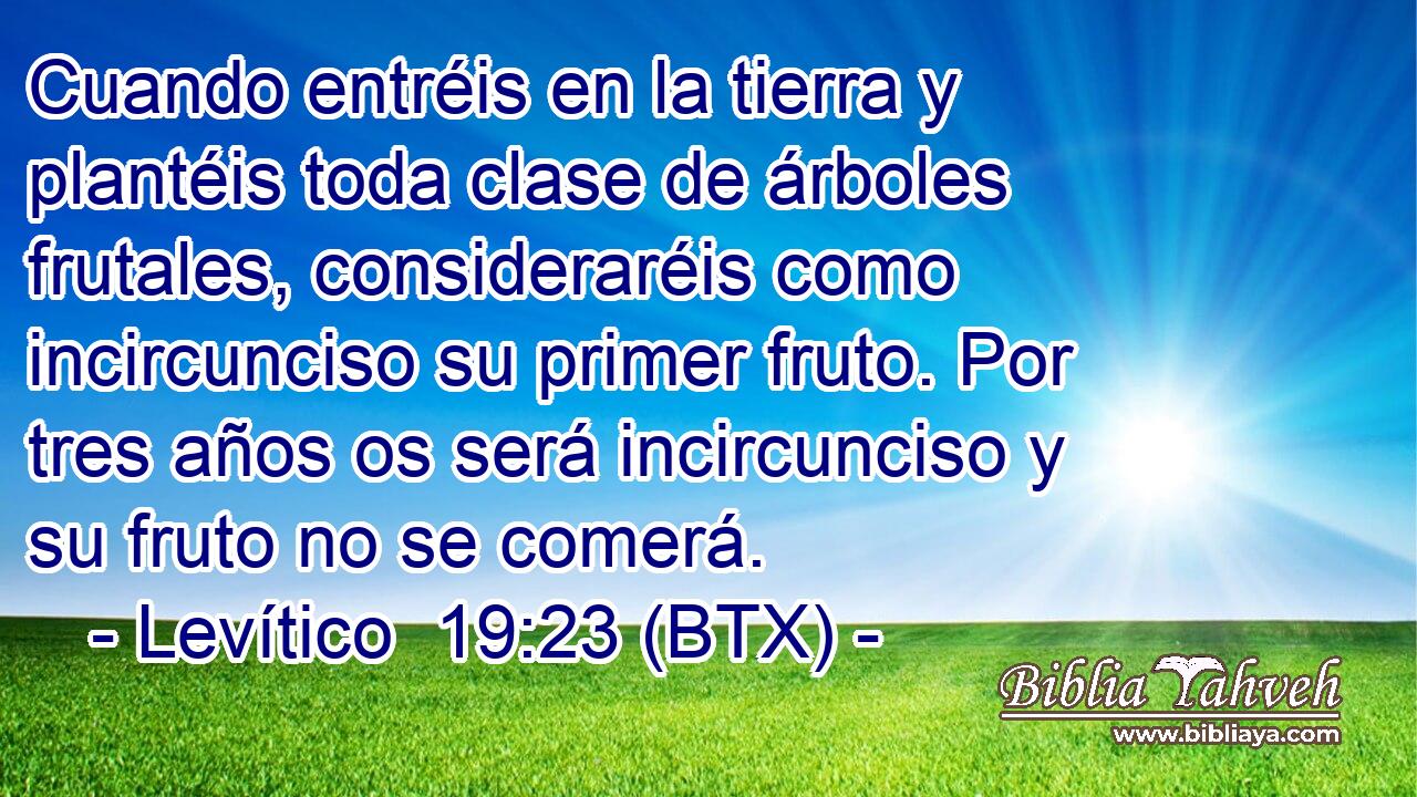 Cuando entréis en la tierra y plantéis toda clase de árboles frutales, consideraréis como incircunciso su primer fruto. Por tres años os será incircunciso y su fruto no se comerá.