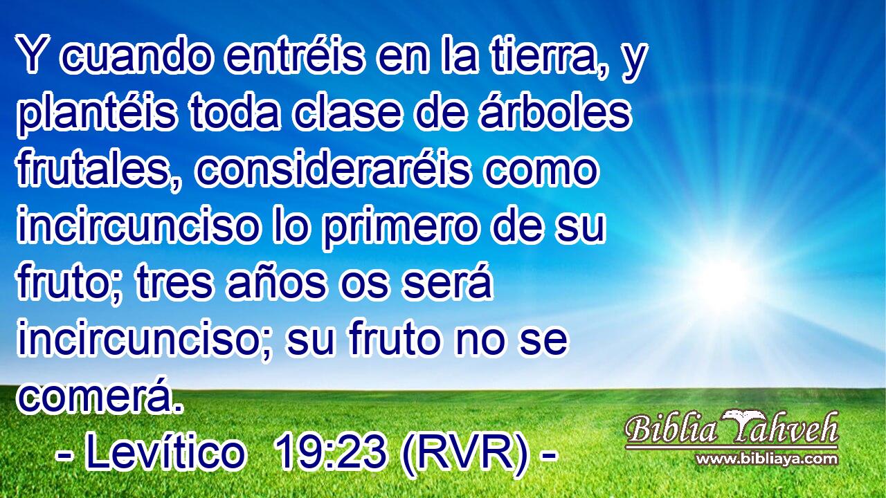 Y cuando entréis en la tierra, y plantéis toda clase de árboles frutales, consideraréis como incircunciso lo primero de su fruto; tres años os será incircunciso; su fruto no se comerá.