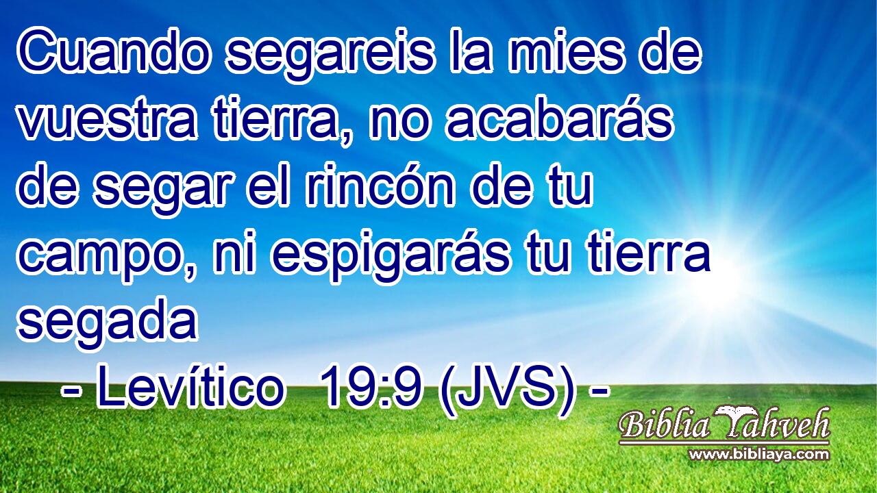 Cuando segareis la mies de vuestra tierra, no acabarás de segar el rincón de tu campo, ni espigarás tu tierra segada