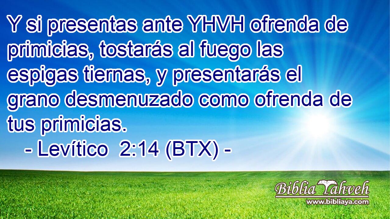 Y si presentas ante YHVH ofrenda de primicias, tostarás al fuego las espigas tiernas, y presentarás el grano desmenuzado como ofrenda de tus primicias.