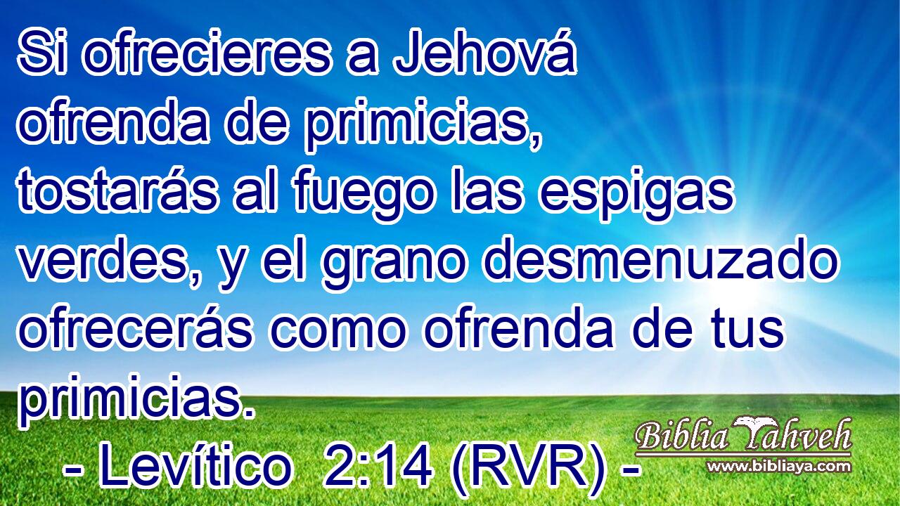 Si ofrecieres a Jehová ofrenda de primicias, tostarás al fuego las espigas verdes, y el grano desmenuzado ofrecerás como ofrenda de tus primicias.
