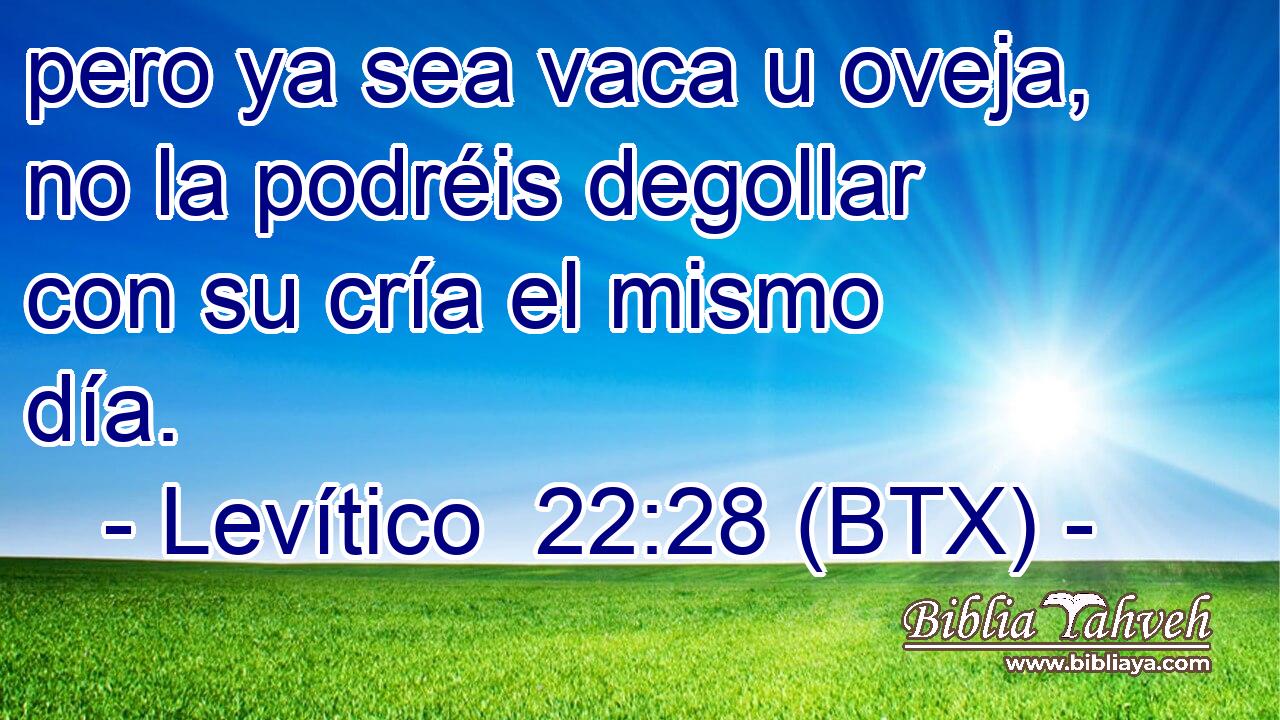 pero ya sea vaca u oveja, no la podréis degollar con su cría el mismo día.