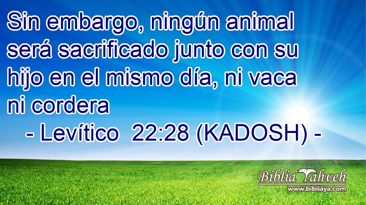  Sin embargo, ningún animal será sacrificado junto con su hijo en el mismo día, ni vaca ni cordera 