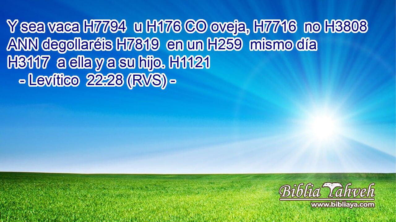 Y sea vaca H7794  u H176 CO oveja, H7716  no H3808 ANN degollaréis H7819  en un H259  mismo día H3117  a ella y a su hijo. H1121  