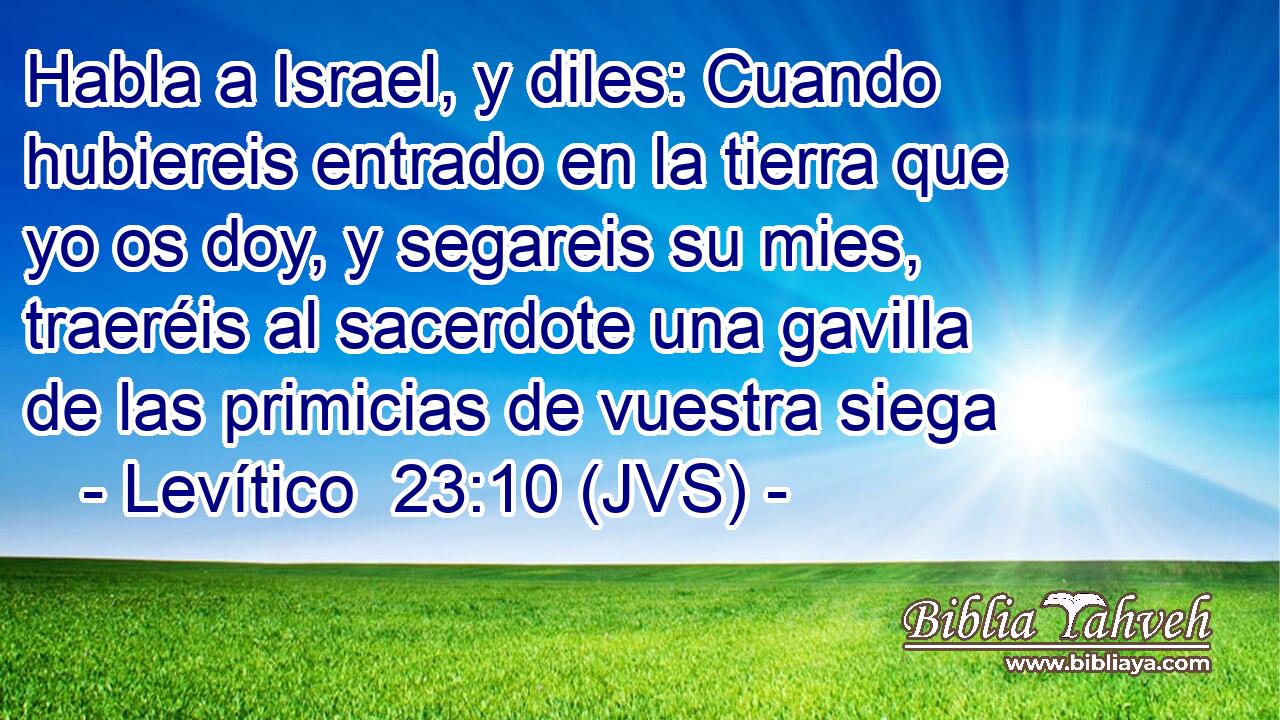 Habla a Israel, y diles: Cuando hubiereis entrado en la tierra que yo os doy, y segareis su mies, traeréis al sacerdote una gavilla de las primicias de vuestra siega