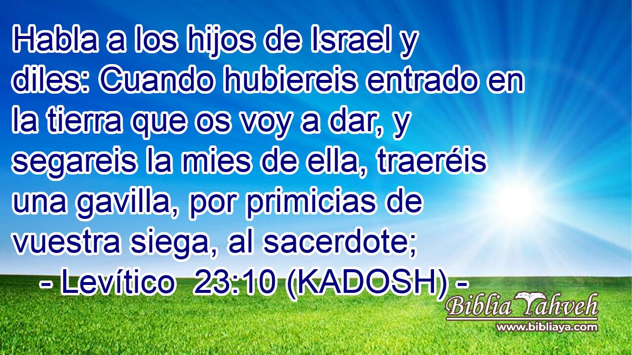  Habla a los hijos de Israel y diles: Cuando hubiereis entrado en la tierra que os voy a dar, y segareis la mies de ella, traeréis una gavilla, por primicias de vuestra siega, al sacerdote; 