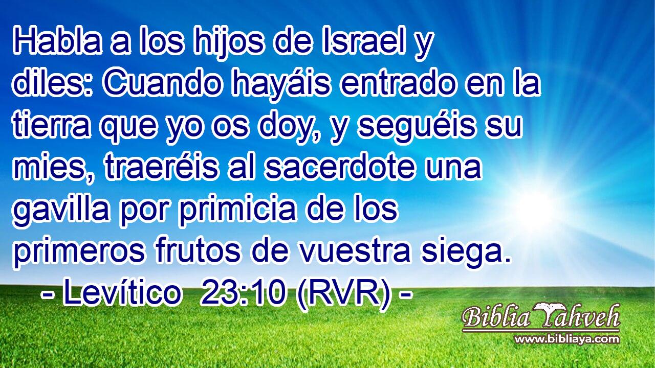 Habla a los hijos de Israel y diles: Cuando hayáis entrado en la tierra que yo os doy, y seguéis su mies, traeréis al sacerdote una gavilla por primicia de los primeros frutos de vuestra siega.