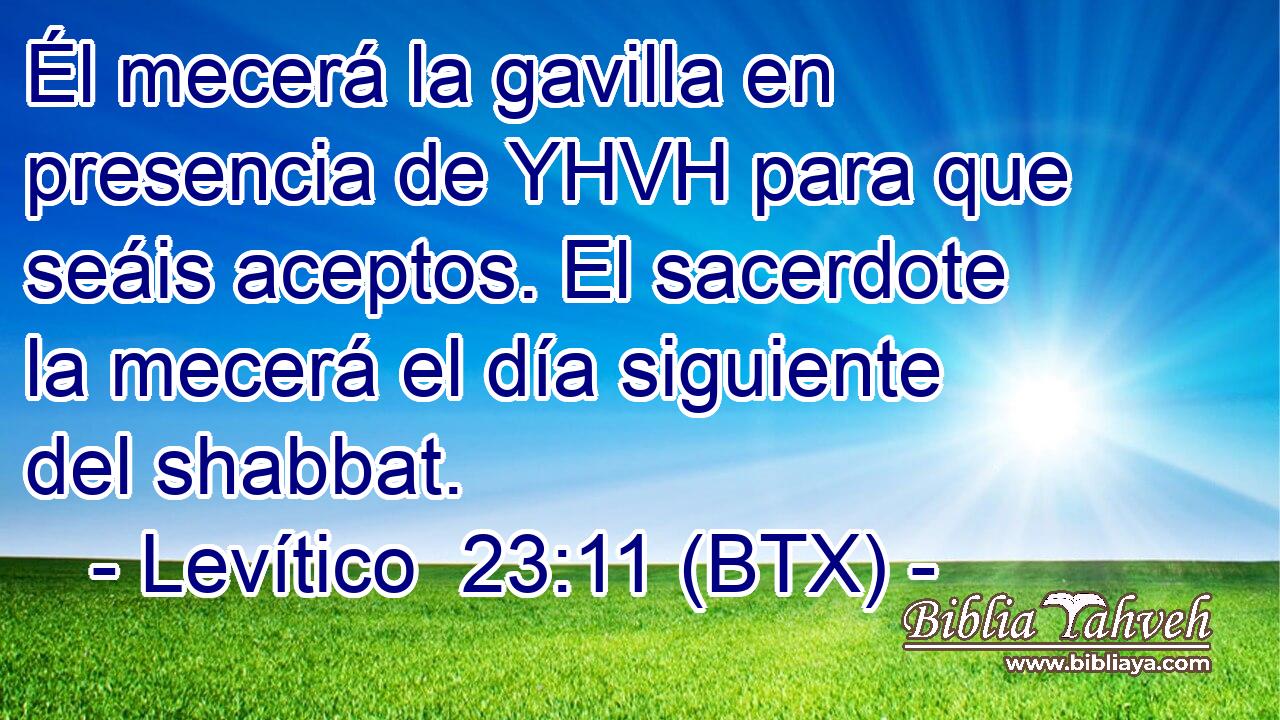 Él mecerá la gavilla en presencia de YHVH para que seáis aceptos. El sacerdote la mecerá el día siguiente del shabbat.