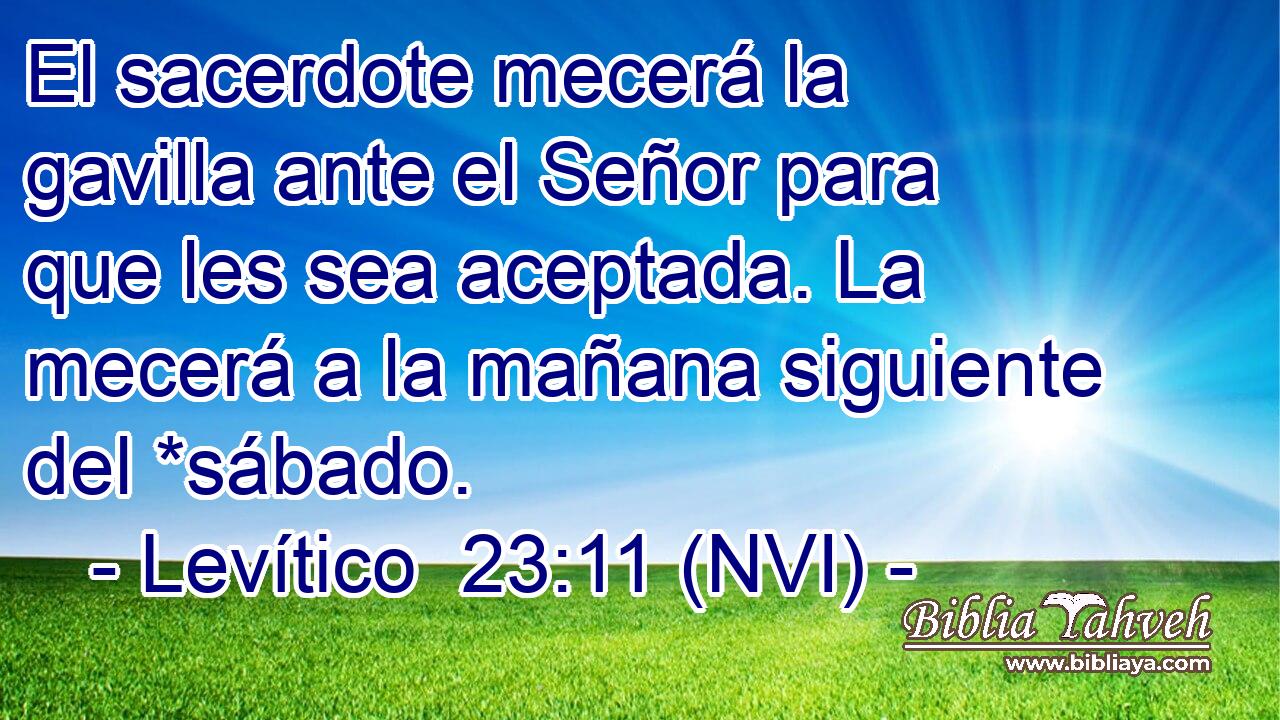 El sacerdote mecerá la gavilla ante el Señor para que les sea aceptada. La mecerá a la mañana siguiente del *sábado. 