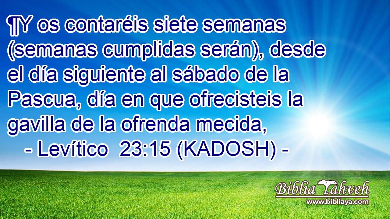  ¶Y os contaréis siete semanas (semanas cumplidas serán), desde el día siguiente al sábado de la Pascua, día en que ofrecisteis la gavilla de la ofrenda mecida, 