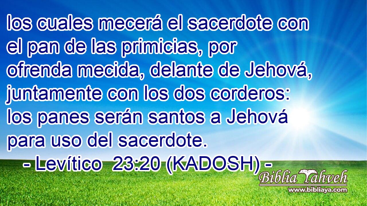  los cuales mecerá el sacerdote con el pan de las primicias, por ofrenda mecida, delante de Jehová, juntamente con los dos corderos: los panes serán santos a Jehová para uso del sacerdote. 