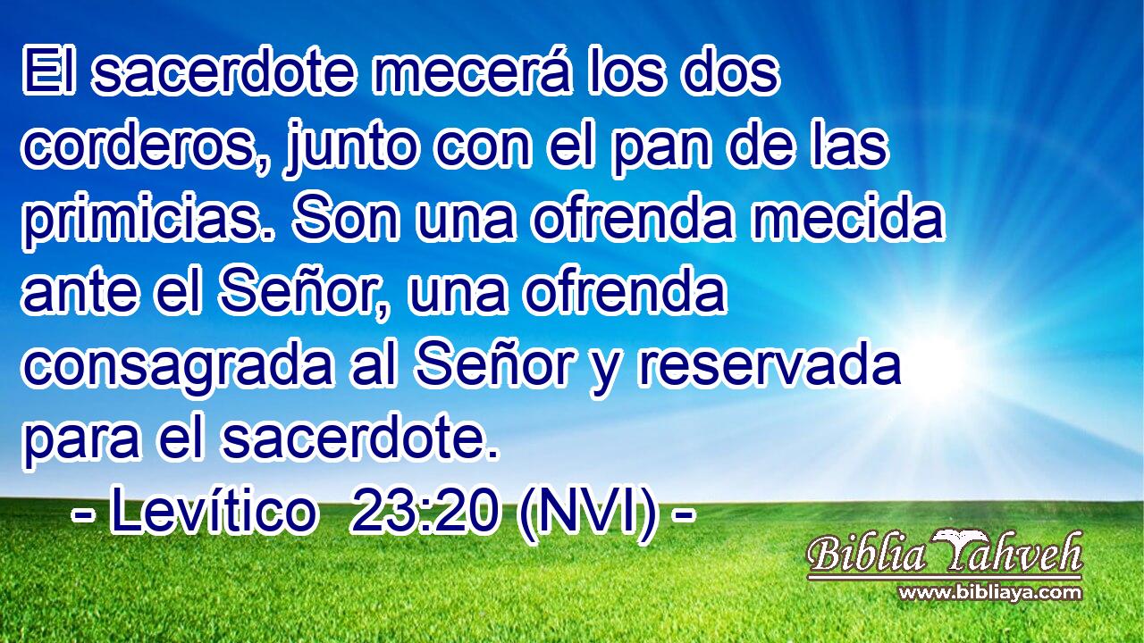  El sacerdote mecerá los dos corderos, junto con el pan de las primicias. Son una ofrenda mecida ante el Señor, una ofrenda consagrada al Señor y reservada para el sacerdote. 