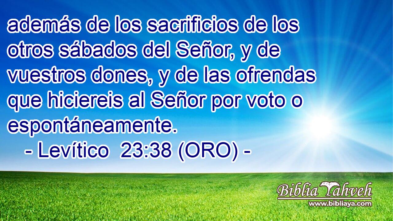  además de los sacrificios de los otros sábados del Señor, y de vuestros dones, y de las ofrendas que hiciereis al Señor por voto o espontáneamente. 
