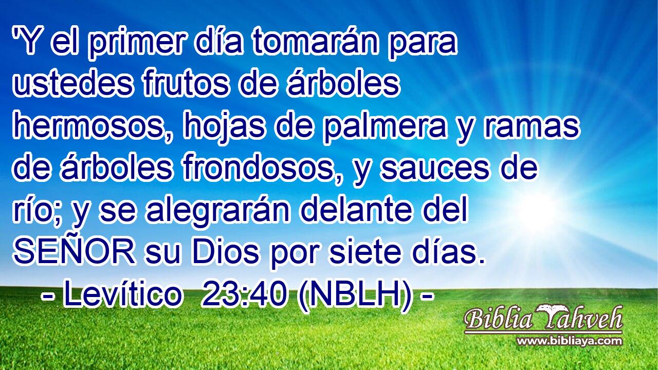  'Y el primer día tomarán para ustedes frutos de árboles hermosos, hojas de palmera y ramas de árboles frondosos, y sauces de río; y se alegrarán delante del SEÑOR su Dios por siete días. 