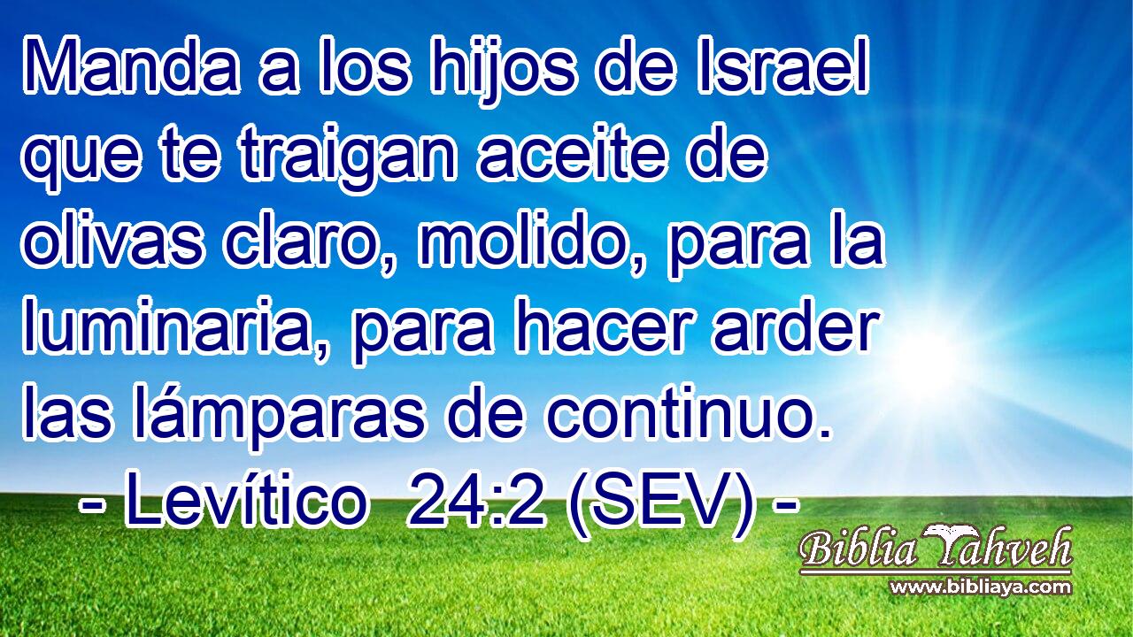 Manda a los hijos de Israel que te traigan aceite de olivas claro, molido, para la luminaria, para hacer arder las lámparas de continuo.