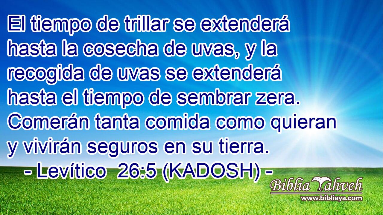  El tiempo de trillar se extenderá hasta la cosecha de uvas, y la recogida de uvas se extenderá hasta el tiempo de sembrar zera. Comerán tanta comida como quieran y vivirán seguros en su tierra. 