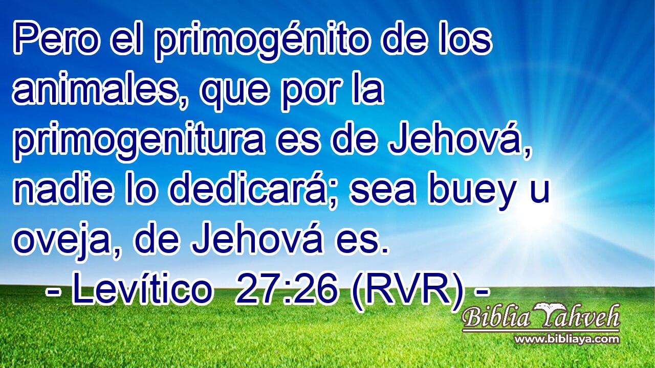 Pero el primogénito de los animales, que por la primogenitura es de Jehová, nadie lo dedicará; sea buey u oveja, de Jehová es.