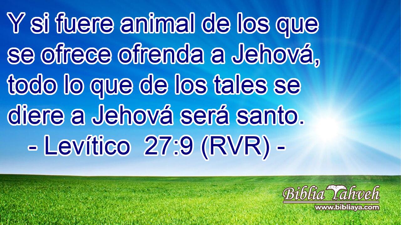 Y si fuere animal de los que se ofrece ofrenda a Jehová, todo lo que de los tales se diere a Jehová será santo.