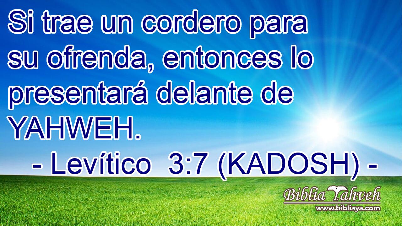  Si trae un cordero para su ofrenda, entonces lo presentará delante de YAHWEH. 