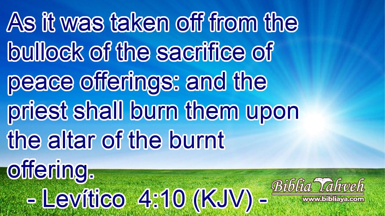 As it was taken off from the bullock of the sacrifice of peace offerings: and the priest shall burn them upon the altar of the burnt offering.