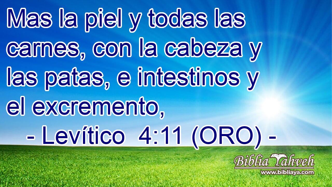  Mas la piel y todas las carnes, con la cabeza y las patas, e intestinos y el excremento, 