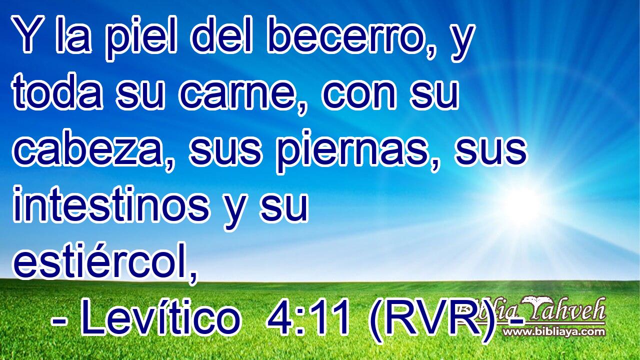 Y la piel del becerro, y toda su carne, con su cabeza, sus piernas, sus intestinos y su estiércol,