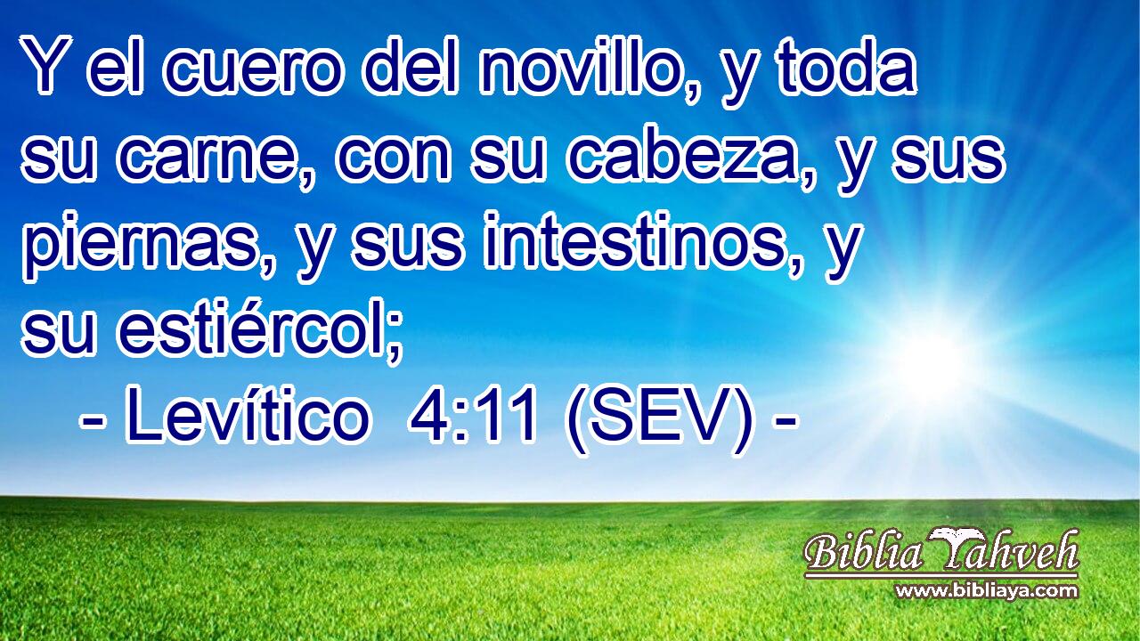 Y el cuero del novillo, y toda su carne, con su cabeza, y sus piernas, y sus intestinos, y su estiércol;