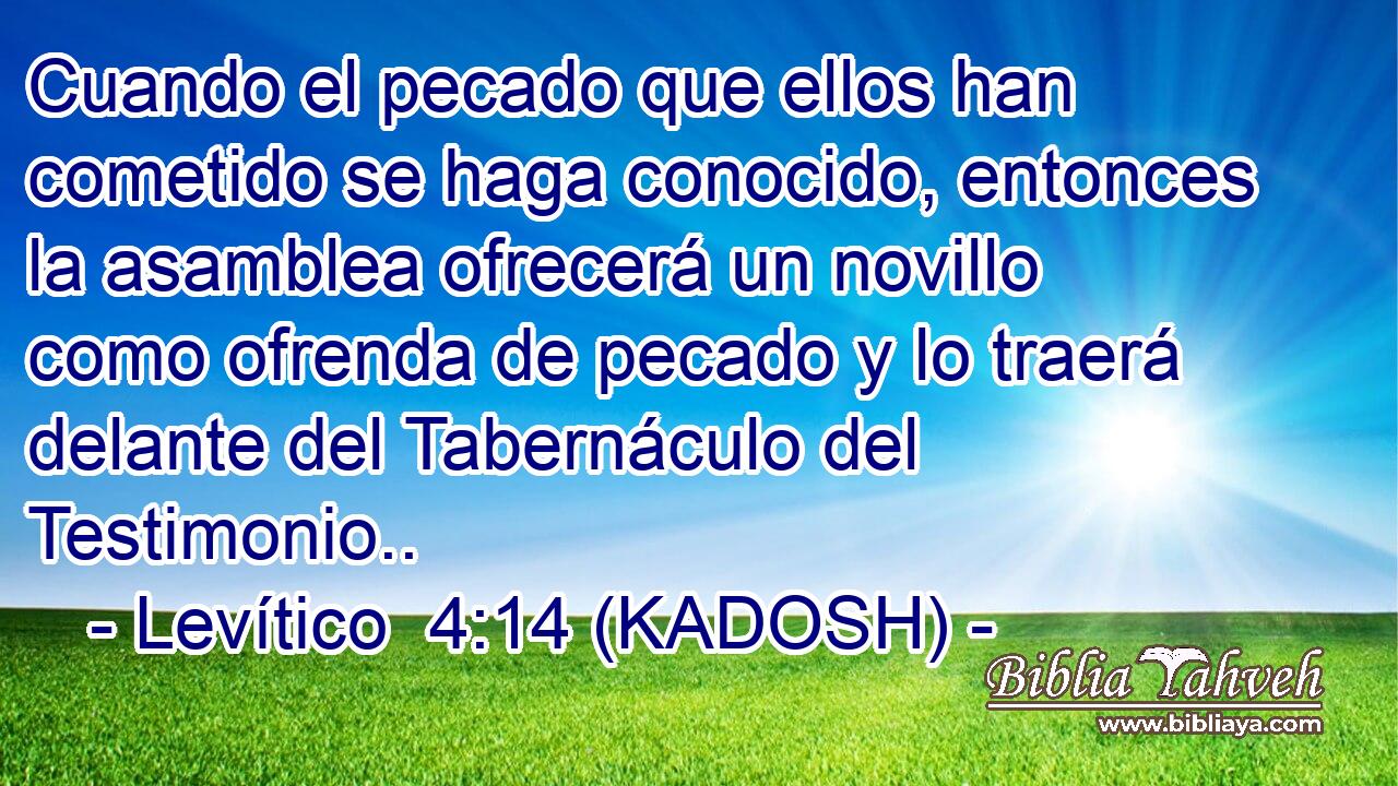  Cuando el pecado que ellos han cometido se haga conocido, entonces la asamblea ofrecerá un novillo como ofrenda de pecado y lo traerá delante del Tabernáculo del Testimonio.. 