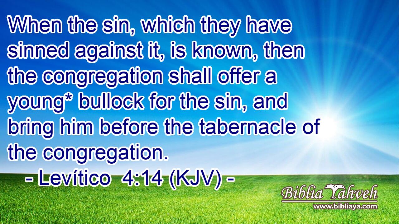 When the sin, which they have sinned against it, is known, then the congregation shall offer a young* bullock for the sin, and bring him before the tabernacle of the congregation.