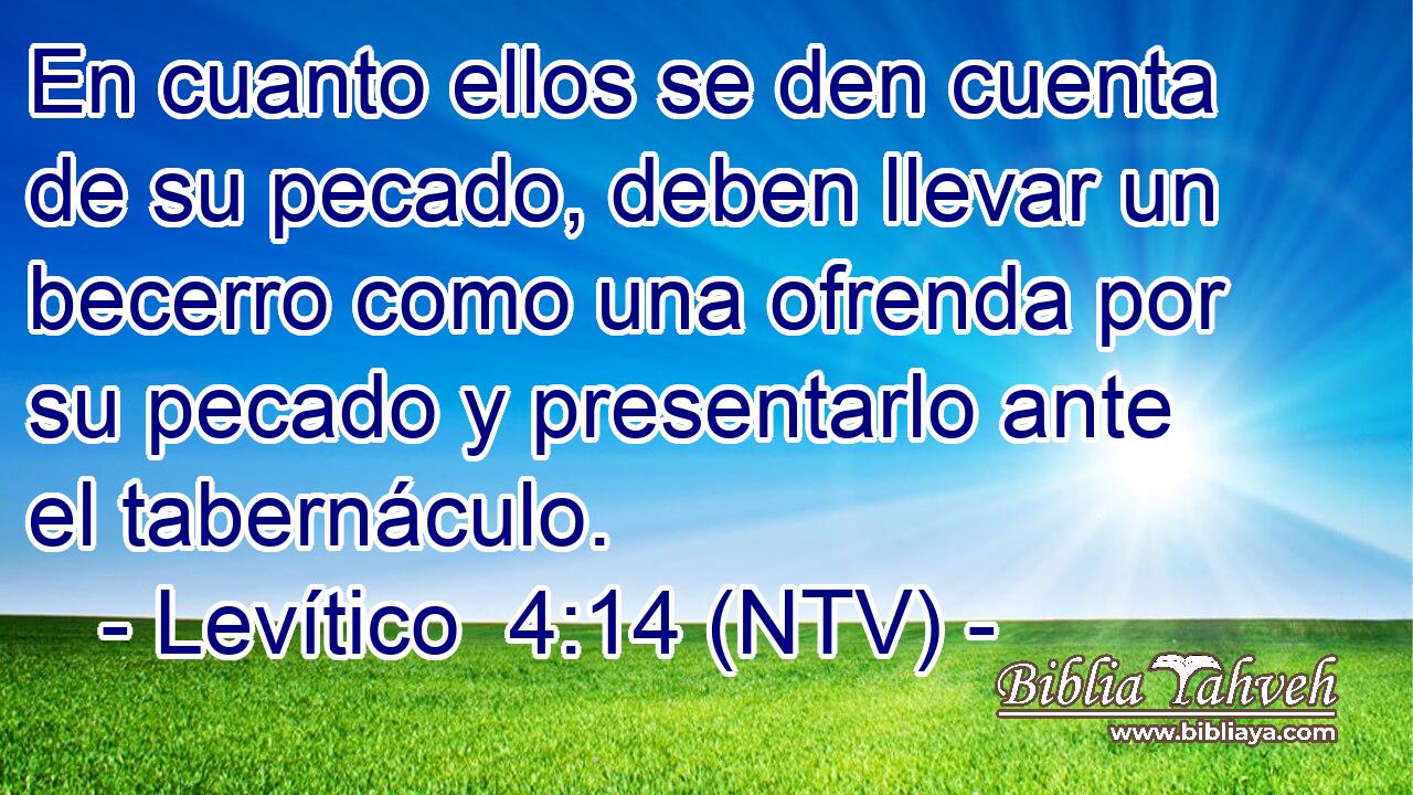 En cuanto ellos se den cuenta de su pecado, deben llevar un becerro como una ofrenda por su pecado y presentarlo ante el tabernáculo.