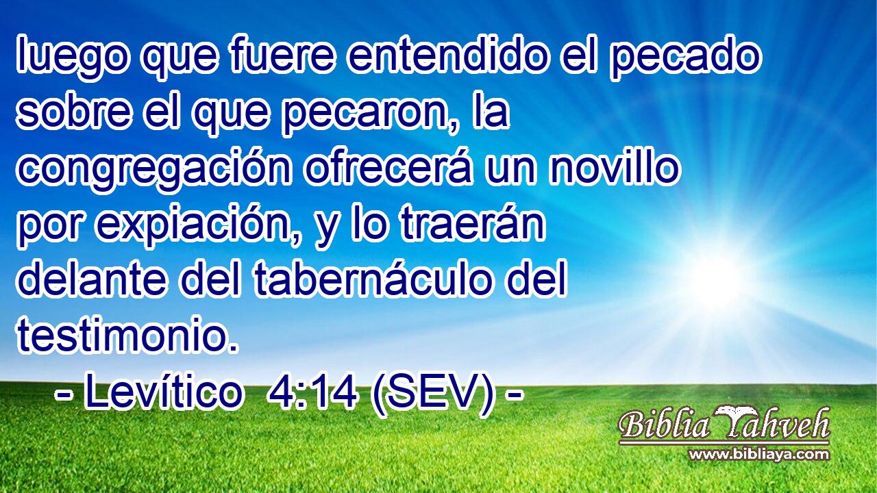 luego que fuere entendido el pecado sobre el que pecaron, la congregación ofrecerá un novillo por expiación, y lo traerán delante del tabernáculo del testimonio.
