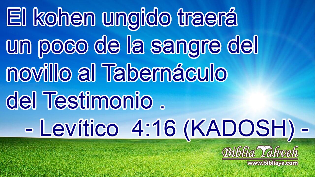  El kohen ungido traerá un poco de la sangre del novillo al Tabernáculo del Testimonio . 