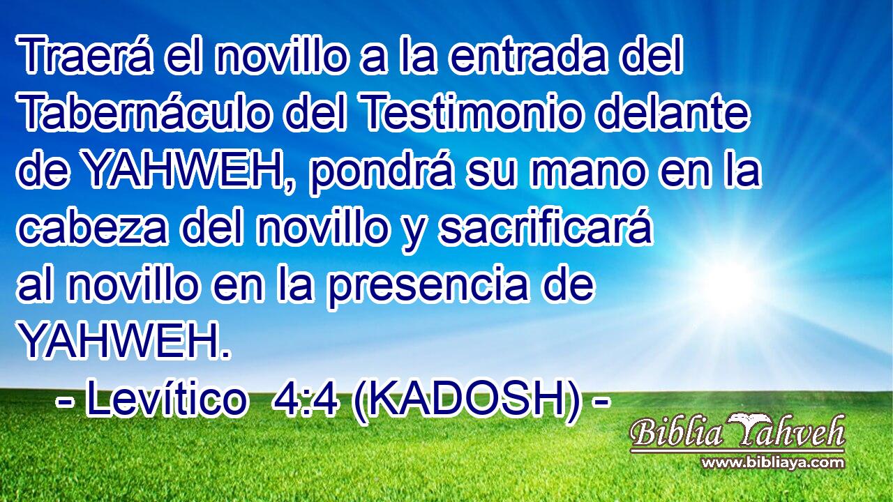  Traerá el novillo a la entrada del Tabernáculo del Testimonio delante de YAHWEH, pondrá su mano en la cabeza del novillo y sacrificará al novillo en la presencia de YAHWEH. 