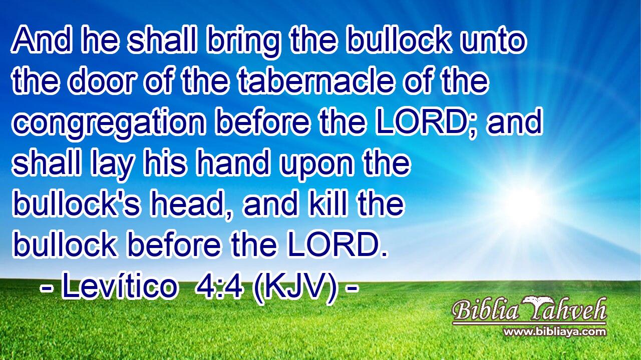 And he shall bring the bullock unto the door of the tabernacle of the congregation before the LORD; and shall lay his hand upon the bullock's head, and kill the bullock before the LORD.