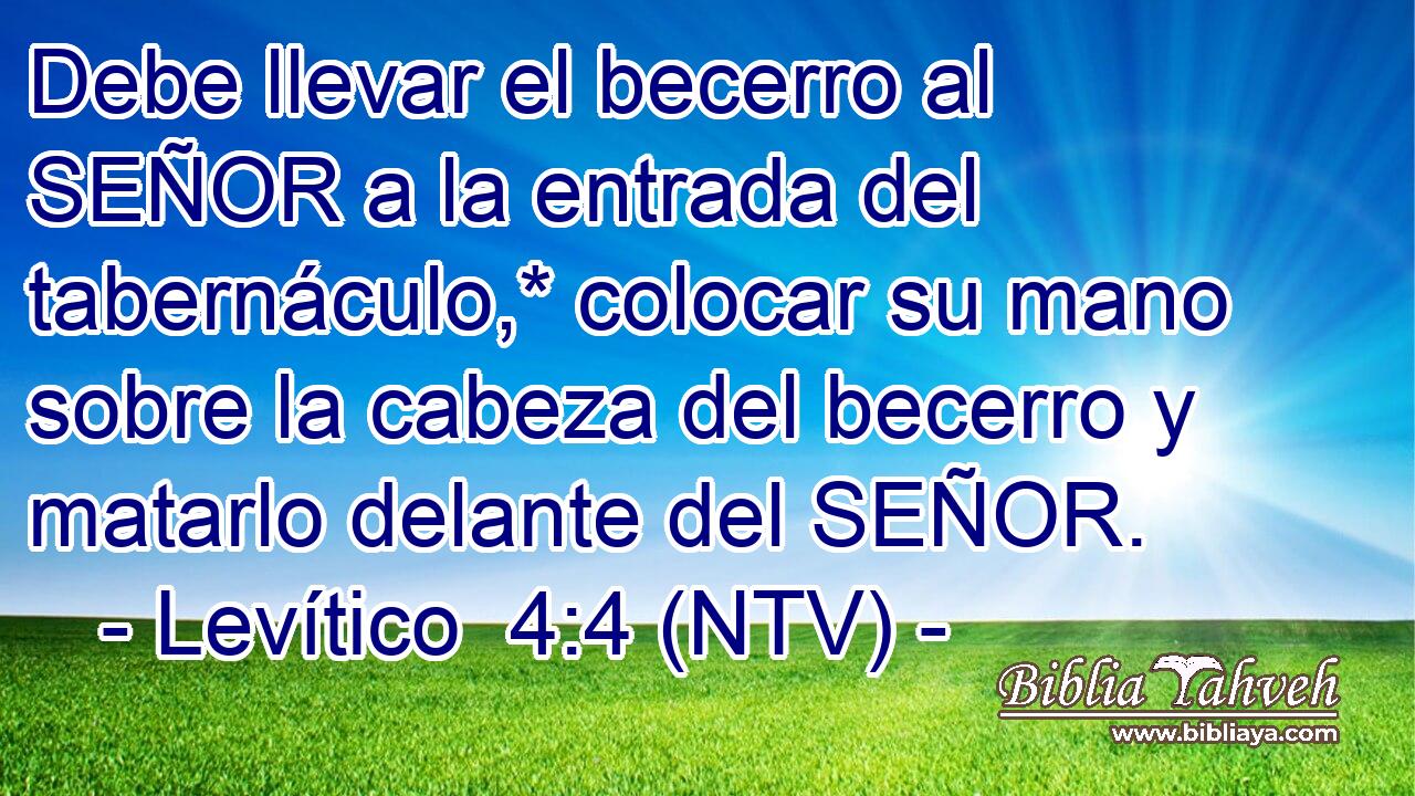 Debe llevar el becerro al SEÑOR a la entrada del tabernáculo,* colocar su mano sobre la cabeza del becerro y matarlo delante del SEÑOR.