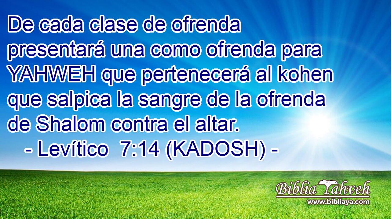  De cada clase de ofrenda presentará una como ofrenda para YAHWEH que pertenecerá al kohen que salpica la sangre de la ofrenda de Shalom contra el altar. 