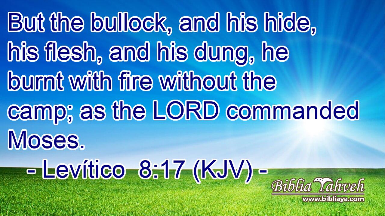 But the bullock, and his hide, his flesh, and his dung, he burnt with fire without the camp; as the LORD commanded Moses.