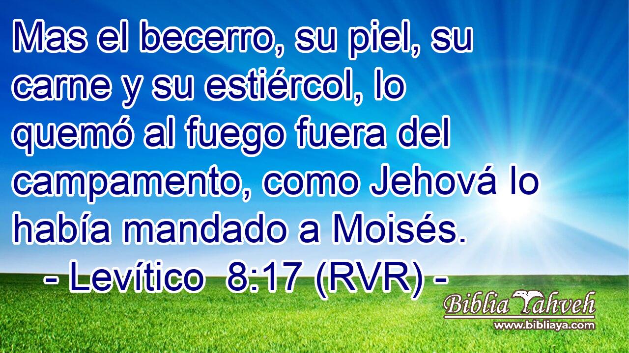 Mas el becerro, su piel, su carne y su estiércol, lo quemó al fuego fuera del campamento, como Jehová lo había mandado a Moisés.