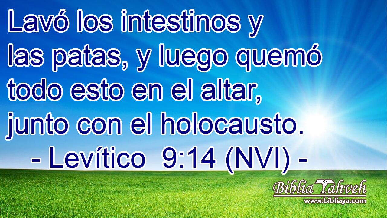  Lavó los intestinos y las patas, y luego quemó todo esto en el altar, junto con el holocausto. 